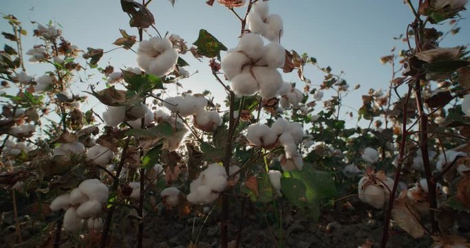 the highest quality cotton growing on the field Bush with lots of cotton bolls, ready for harvest