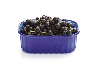 Black currants in a plastic box
