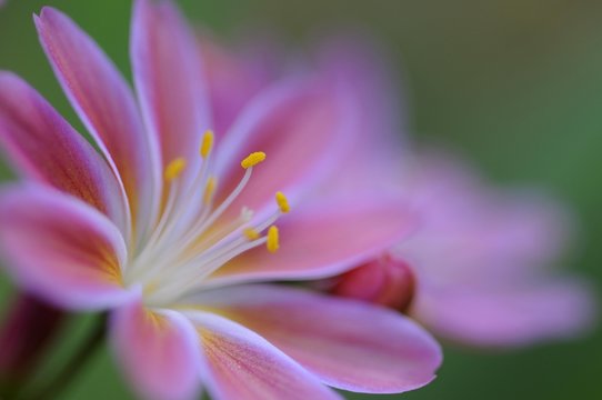 Siskiyou bitterroot (Lewisia cotyledon)