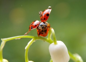 ladybug leaves with drops of rain on the wings