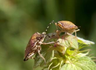 two bugs on the plant