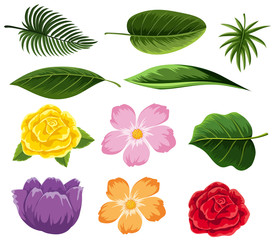 Different types of leaves and flowers