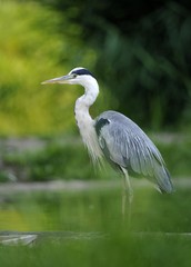 Grey Heron (Ardea cinerea)