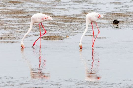 Greater Flamingos feeding in the lagoon at Walvis Bay