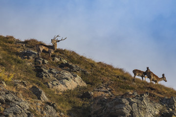 Bramiti in Val Grande