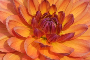 Dahlia hybrid (Dahlia hybrida)