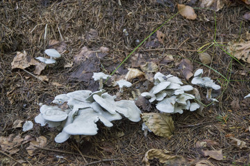 Clitocybe odora, fungi smell anise. mushroom in forest