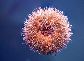 Красивый шаровидный морской ёж © galina_savina