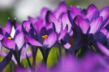 Spring crocus, Giant Dutch crocus (Crocus vernus hybrids)