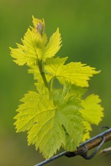 Vine shoots in spring