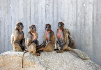 Gelada Baboons (Theropithecus gelada)