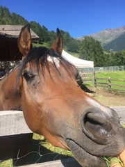 cavallo cavalli cavalcare recinto fieno natura maneggio