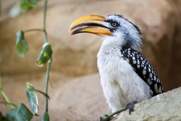 Southern Yellow-billed Hornbill (Tockus flavirostris)
