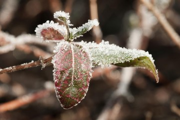 Fototapeta premium Privet (Ligustrum vulgare), leaves covered with hoar frost, Untergroeningen, Baden-Wuerttemberg, Germany, Europe