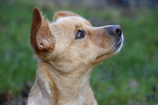 Maneto-Mix