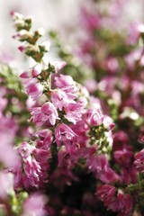 Heather (Calluna)