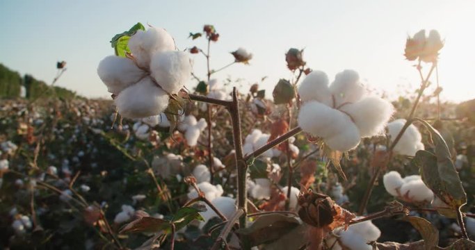 highest quality cotton is ready to harvest field at sunset
