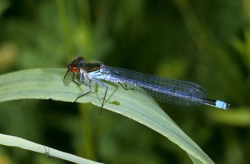 Red-eyed Damselfly (Erythromma najas), male with prey