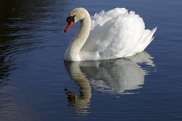 Mute Swan (Cygnus olor) with reflection in water