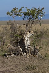 Cheetah (Acinonyx jubatus) with cubs, Masai Mara National Reserve, Kenya, East Africa, Africa, PublicGround, Africa