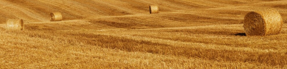 Fototapeta premium Bales of straw on a harvested field, Tuscany, Italy, Europe