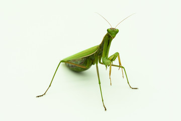 Praying mantis