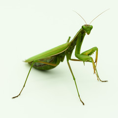 Praying mantis