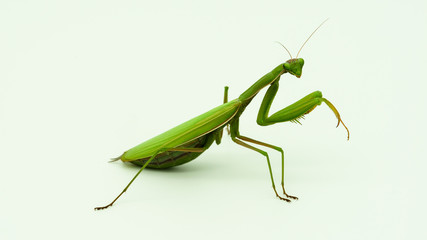 Praying mantis