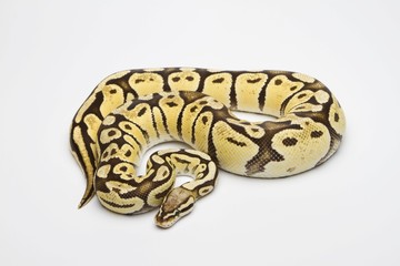 Super Pastel Vanilla Ball Python or Royal Python (Python regius), female