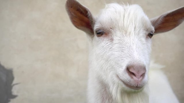 A cute young white goat looks in different directions close up.