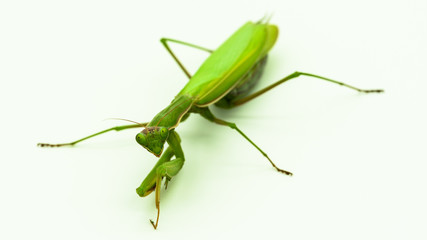 Praying mantis