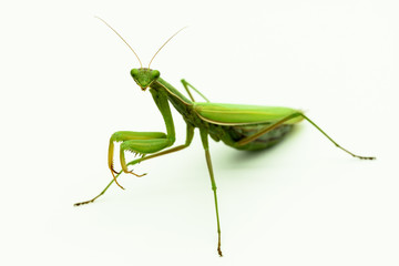 Praying mantis