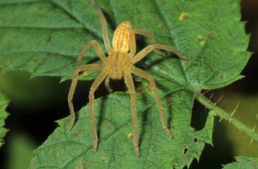 Green Huntsman Spider (Micromata roseum), male before hibernation