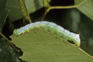 Naklejka premium Coxcomb Prominent Caterpillar (Ptilodon capucina), eating