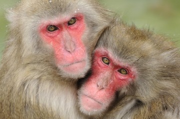 Japanese macaques (Macaca fuscata) in winter