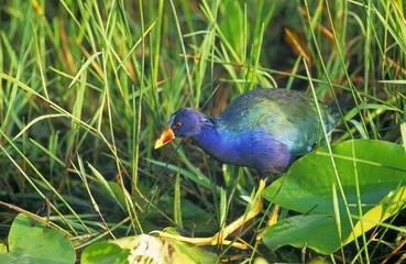 American Purple Gallinule (Porphyrula Martinica)