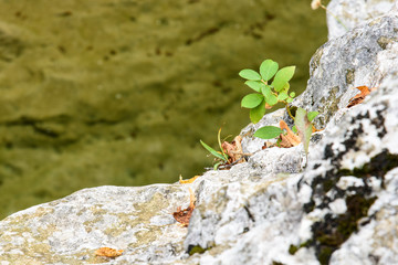 Crystalline waters of Cornappo stream