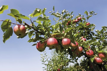 Red apples on a branch
