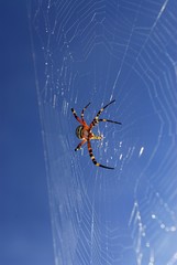 Wasp spider (Argiope bruennichi) in spiderweb against blue sky