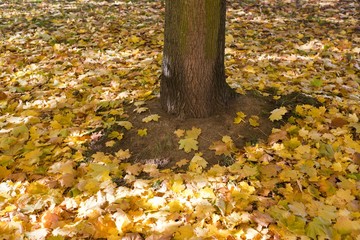 Maple leaves (Acer platanoides), autumnal foliage underneath a tree