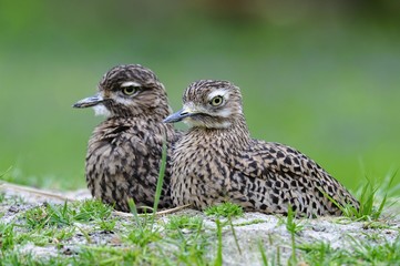 Spotted thick-knees (Burhinus capensis)