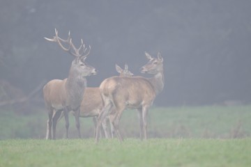 Red deer (Cervus elaphus)