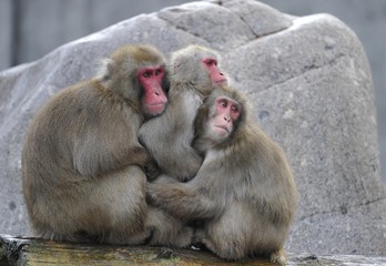 Japanese Macaques or Snow Monkeys (Macaca fuscata) warming each other