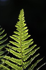 Fern frond in backlight
