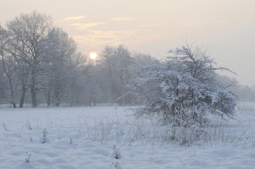 Winter landscape