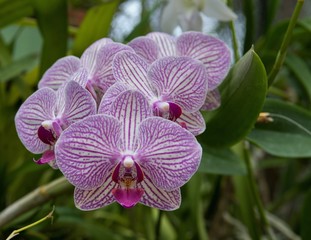 White-violet orchids.