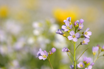 Cuckoo Flower (Card amines pratensis) on a spring meadow