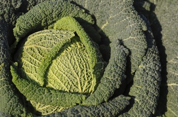 Savoy cabbage (Brassica oleracea convar. capitata var. sabauda L.)