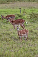 Female Impalas (Aepyceros melampus), one checking the wind, Lake Nakuru National Park, Kenya, East Africa, Africa, PublicGround, Africa