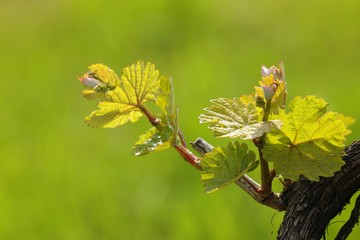 Vine shoots in spring